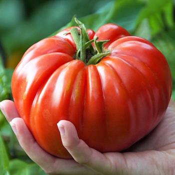 Pomidor Brutus Gigant nasiona 0,5g