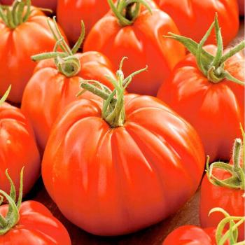 Pomidor gruntowy Toraf Or Pera d'Abruzzo 0,5g