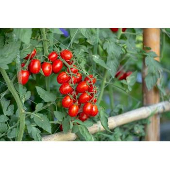 Pomidor Bajaja 0,3g Doniczkowy typ Cherry