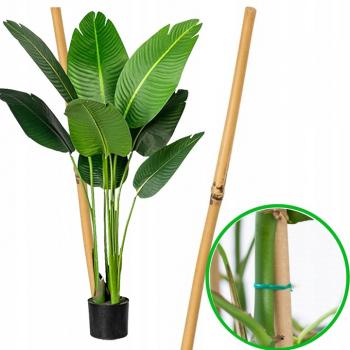 Tyczka bambusowa - podpora do roślin 60cm(8-10mm)+ 2x spinka